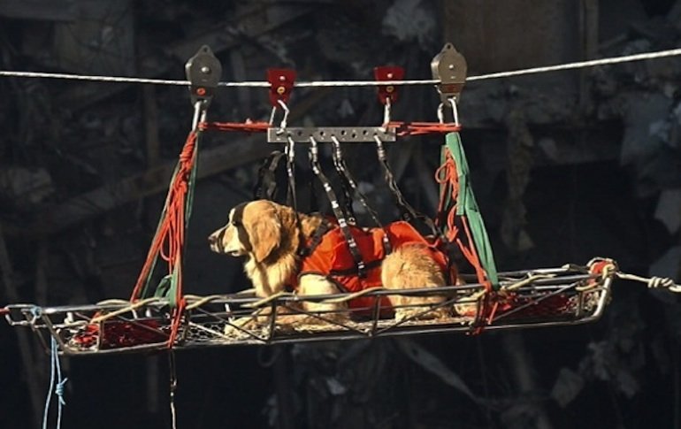 Golden Retriever SAR dog, Riley, is transported out of the debris of the World Trade Center. The twin towers of the center were destroyed in a Sept. 11 terrorist attack. U.S. Navy Photo by Journalist 1st Class Preston Keres.
