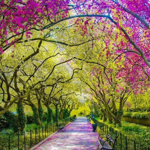 Spring, Central Park, New York City