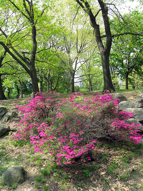 New York City - Central Park
