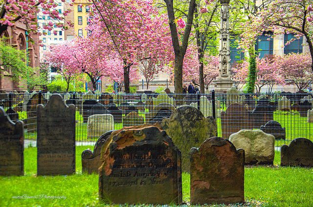 Spring Bloom quietly, Trinity Church Cemetery at Broadway and Wall Street. New York City