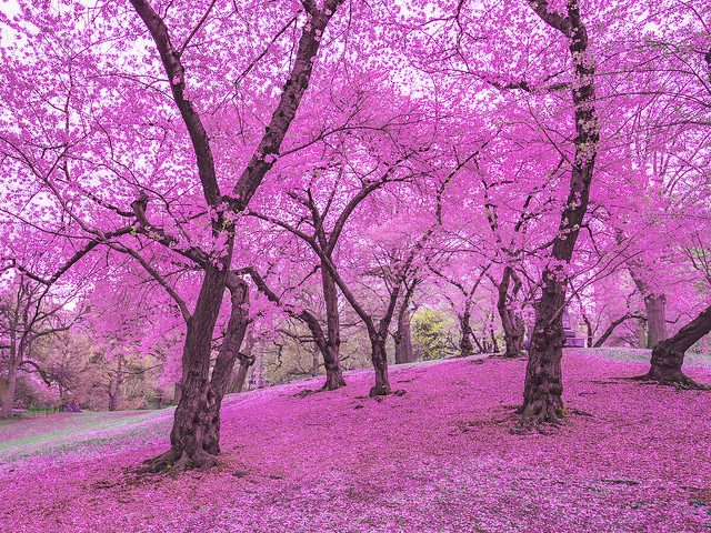 New York City Cherry Blossoms