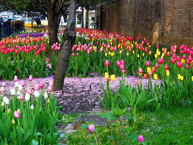 Spring in New York City