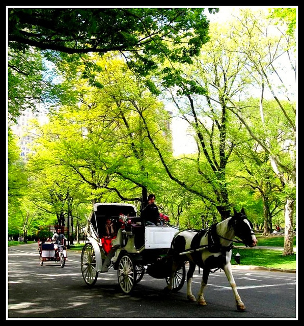 Central Park Carriage Ride, New York City