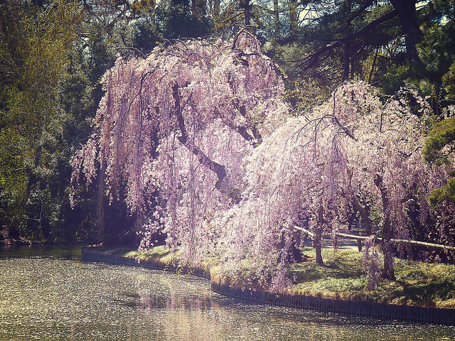 Spring, Brooklyn Botanic Garden, New York City 37