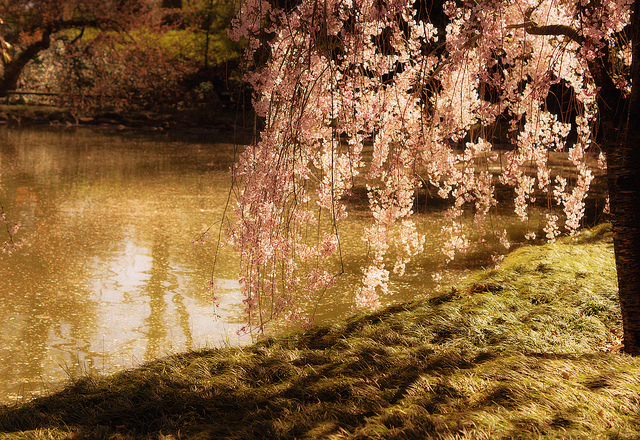Enchantment - Weeping Cherry Tree in Sunlight - Brooklyn - New York City
