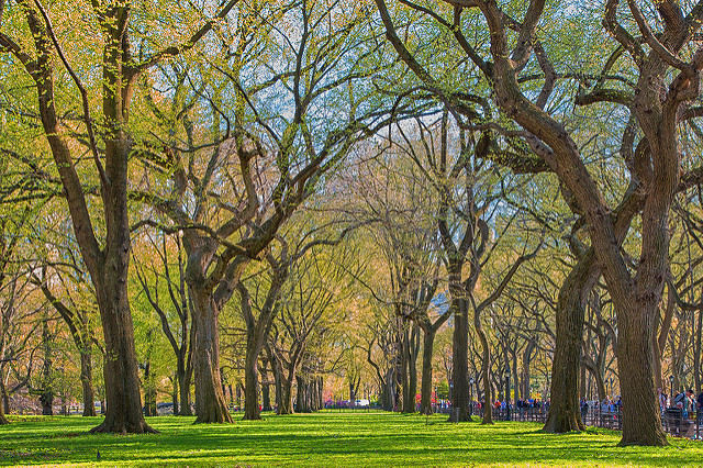 Elm Trees of Central Park, New York City