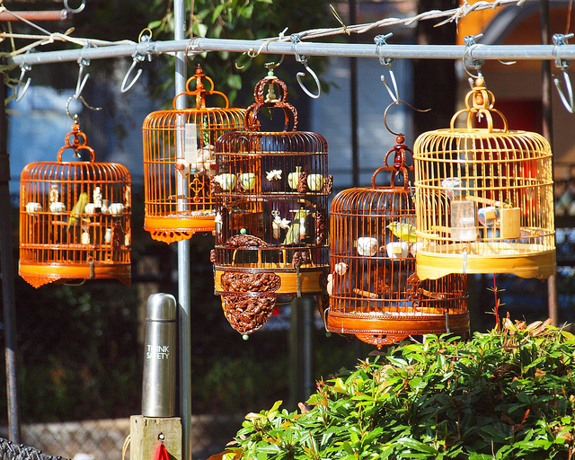 Hua Mei Bird Garden, Chinatown, Manhattan, New York City