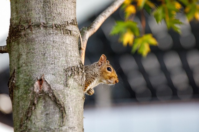 squirrrrrel